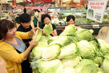 [포토] 롯데마트, 배추 1포기 2,000원 판매