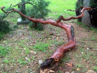 400년된 쳔연기념물 정이품송 가지도 볼라벤에 꺾였다