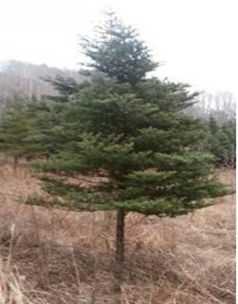 박 대통령, 국립수목원에서 구상나무로 식목일 기념식수