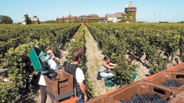 포도밭이 비자금 세탁소..중국-러시아 갑부들 애용