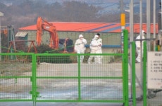 고창 오리농장서 AI발생, 오리 2만여 마리 살처분…군·경 투입