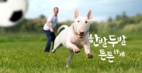 닥터독, 전화구매 서비스 시행
