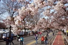 나들이하기 좋은 봄꽃길 나들이에 좋은 길은… 우리 동네잖아?