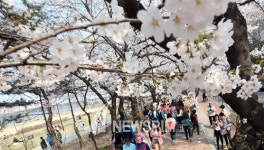 [뉴스핌 포토] 벚꽃나무 아래에서