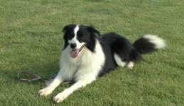 보더 콜리의 성격, 양치기 개로 유명…가장 똑똑한 개 1위