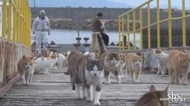 동물농장 예고, 길 고양이의 천국 일본 아오시마 섬…사람 17명-고양이 수백마리 아름다운 공존