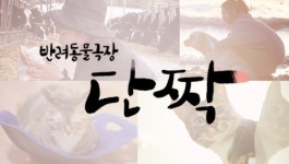 단짝 오지섬 옥도를 지키는 세 발 진도견 검순이와 이장 부부의 이야기…굳세어라 검순아