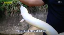 생활의 달인 힘의 상징 민물장어 잡이의 달인...대나무에 지렁이만 있으면 끝