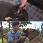 TV 동물 농장 은퇴한 군견 올가, 미용실 보조 까치 까순이...훈훈한 우정 흐뭇