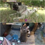 TV 동물농장 우사인볼트 개 죽순, 애교·장난 남발 라쿤 남매 소개...조용할 날이 없네