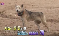 TV동물농장 사람이 채운 의문의 목줄 탓에 뼈만 남은 개...사람이 가장 무섭다