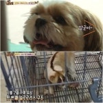 TV 동물농장 가족에게 관심 받으려 발작 연기한 시추 장군이...멸종 1급 슬로로리스 도심에서 발견된 이유는?