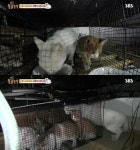 TV 동물농장 천장 위에 사는 고양이 여섯마리 구출…엄마 늑대 이슬이 서열에서 밀린 사연