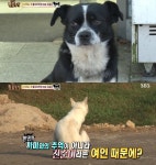 TV동물농장 순정파 견 몽이, 알고보니 카사노바…맹수 스라소니 청력은 어느 정도?