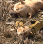TV 동물농장 고무줄로 입 묶인 누렁이, 얼굴 피부 조직 반 이상 괴사