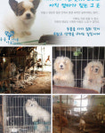 동물농장 강아지 공장 충격 실태…블락비 태일·에프엑스 루나·배다해·혜박 사지마세요 입양하세요
