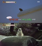 TV동물농장 길 잃은 옥상 수리부엉이, 어미 목소리 따라 움직여 산으로 귀향 감동