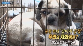 MBC 100분 토론 국민적 공분 일으킨 강아지 공장 다룬다…다나 토론자로 나서