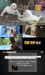 TV동물농장 새끼를 돌보지 않는 어미 개 웅이, 이유는 주인의 무관심과 산후우울증?