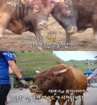 다큐공감 국내 최고령 싸움소 해병이와 최재관 할아버지…삶은 끝까지 버티는 것