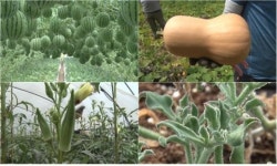 VJ특공대 숨겨진 휴가 명소, 구만·남천·동산 계곡…더위 책임지는 애플수박·땅콩호박·오크라·아이스플랜트