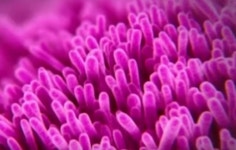 해외걸작다큐 색의 비밀 2부, 생명체 출연한 지구, 색채의 마법에 빠지다