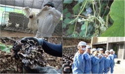 VJ특공대 돈주고도 못먹는 닭똥 계백분…가을산의 진주 까치버섯 채취현장