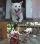 TV동물농장 1년 만에 다시 돌아온 백구, 부부가 애타게 찾던 보리 맞을까?