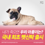 [카드뉴스] 내가 죽으면 우리 아롱이는? 국내 최초 펫신탁 출시