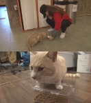 TV동물농장 캠퍼스의 낭만고양이 특강이…강의 듣고 엘리베이터 이용, 학교에 나타난 이유는?