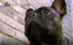 TV동물농장 강남역 뒷골몰 땅거지 완두, 알고보니 럭셔리한 미용실 마스코트 