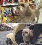 TV 동물농장 따뜻한 집 두고 밖에서 식사 해결하는 견공계의 방랑식객 행복이