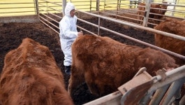 구제역 확산 막아라…농협, 전국가축시장 임시 휴장
