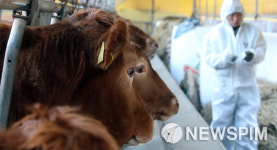 [뉴스핌 포토] 구제역 발생 5일...도살 소 1천마리 넘어