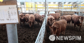 [뉴스핌 포토] 구제역 발생 5일...도살 소 1천마리 넘어