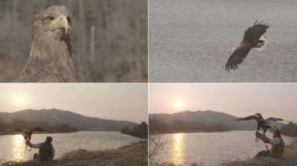 TV동물농장 밀렵꾼 총에 맞은 흰꼬리수리 가람이의 100일 재활 프로젝트…그 마지막 이야기