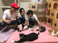 유기묘를 지켜라…연극 옥탑방 고양이 팀, 유기묘보호소 봉사활동+후원 캠페인 진행