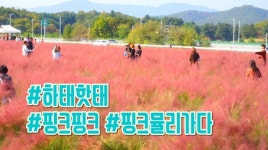 SNS는 지금 핑크뮬리 홀릭