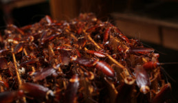 [포커스] 바퀴벌레로 약품개발에 쓰레기 처리까지,중국 유망산업으로 부상 