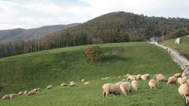 [영상] 이번 주말은 한국의 알프스 ‘대관령 양떼 목장’ 가자
