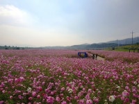 경북 금호강변,  사진 찍기 좋은 명소… 코스모스 아름드리 만발