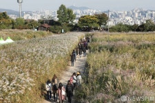 [사진] 이번 주말에는 억새 활짝 핀 하늘공원으로