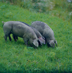 [단독] 플럼라인생명과학 “라이프타이드, 아기돼지 임상 후 호주 매출 본격화”