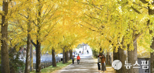 [사진] 노랗게 물든 거창 의동마을길