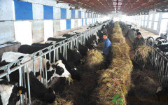 대두에서  젖소 여물 애견사료까지, 무역전쟁 중국 피해 일파만파