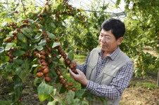 보은대추, 대표과일 선발대회 4년 연속 전 분야 석권