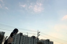 수원시, 떼까마귀 순찰반 편성해 주요 출몰 지역 순찰