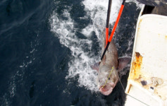 위성전자표지로 밝혀낸 심해 남극이빨고기 특이행동