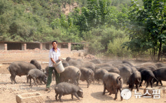 中 쓰촨·헤이룽장서 新 아프리카 돼지 콜레라 발병