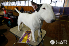 [사진] 美 웨스트민스터 도그쇼 견종별 최우수상 수상한 졸라